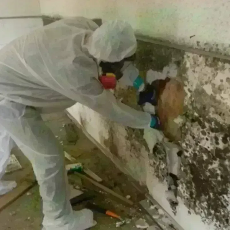 Mold Remediation and Removal in White City, FL